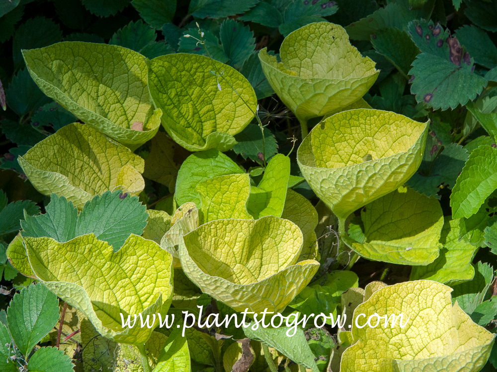 Diane's Gold Siberian Bugloss (Brunnera macrophylla)